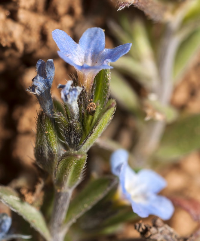 Buglossoides incrassata.15