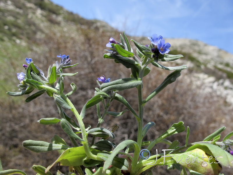 Buglossoides incrassata.16
