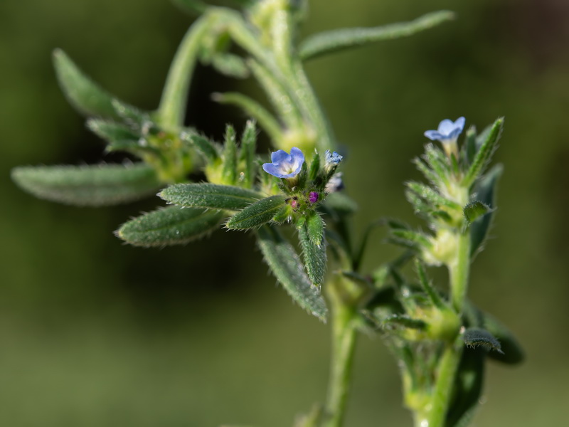 Buglossoides incrassata.23