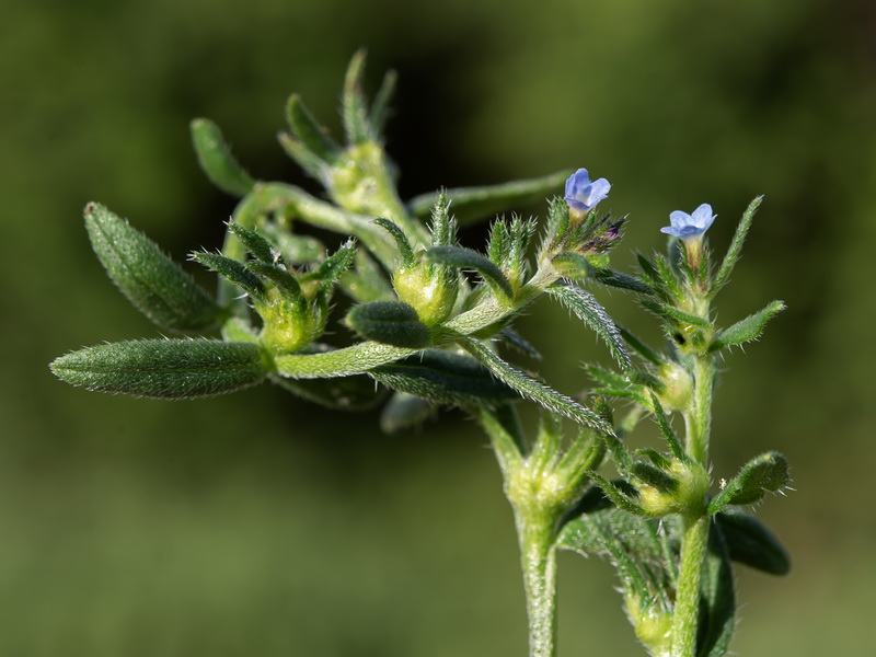 Buglossoides incrassata.24