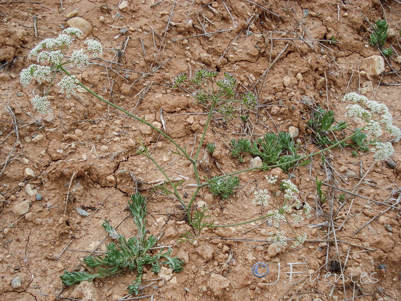 Bunium pachypodum.01