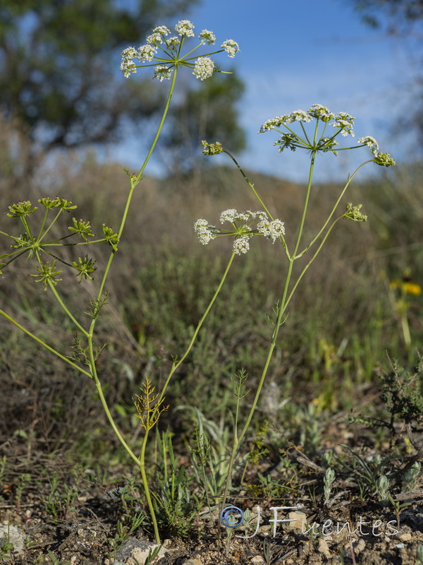 Bunium pachypodum.03