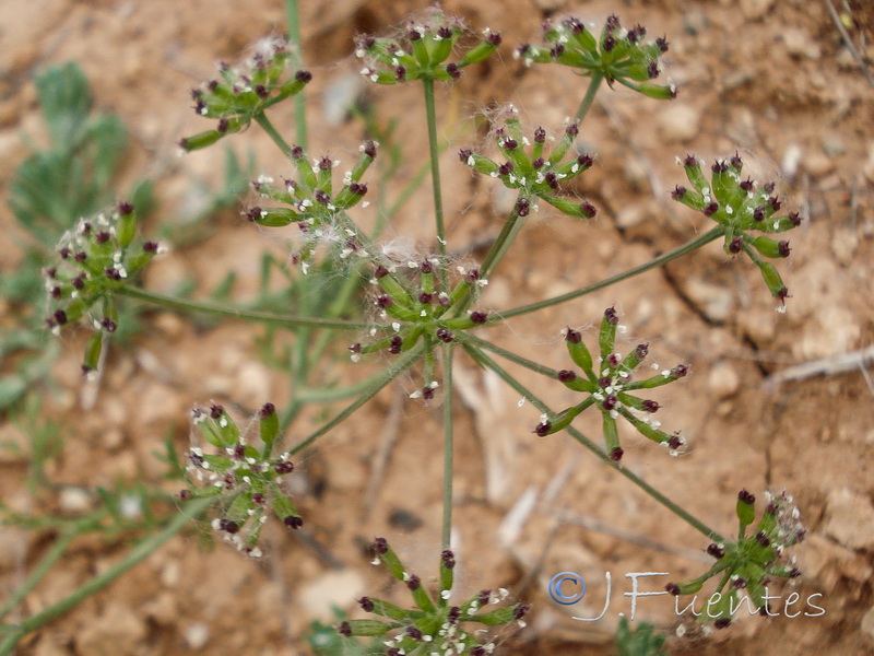 Bunium pachypodum.04