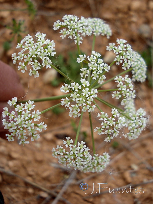 Bunium pachypodum.06