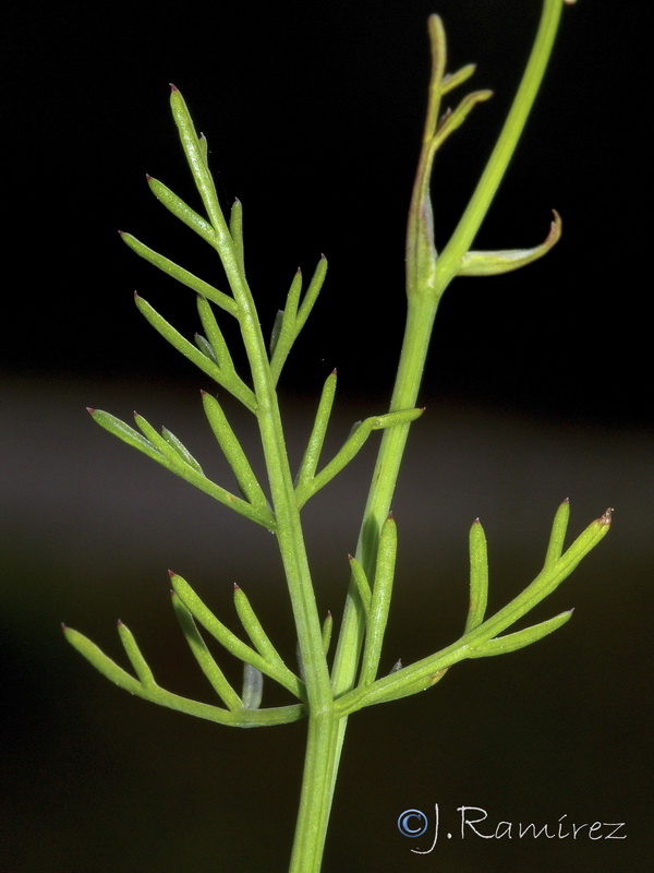 Bunium pachypodum.09