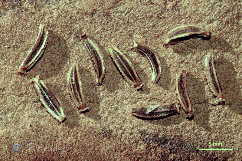 Bunium pachypodum.13
