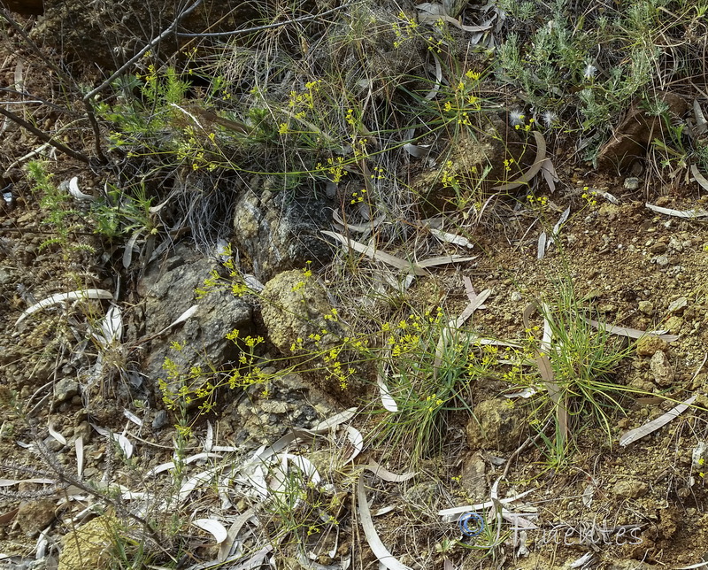 Bupleurum acutifolium.02