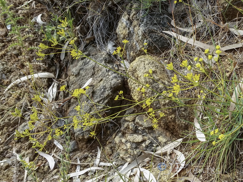 Bupleurum acutifolium.03