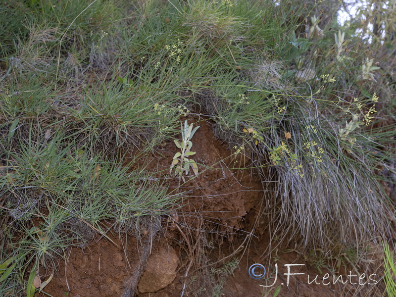 Bupleurum acutifolium.01