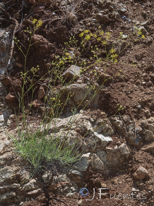 Bupleurum acutifolium.05