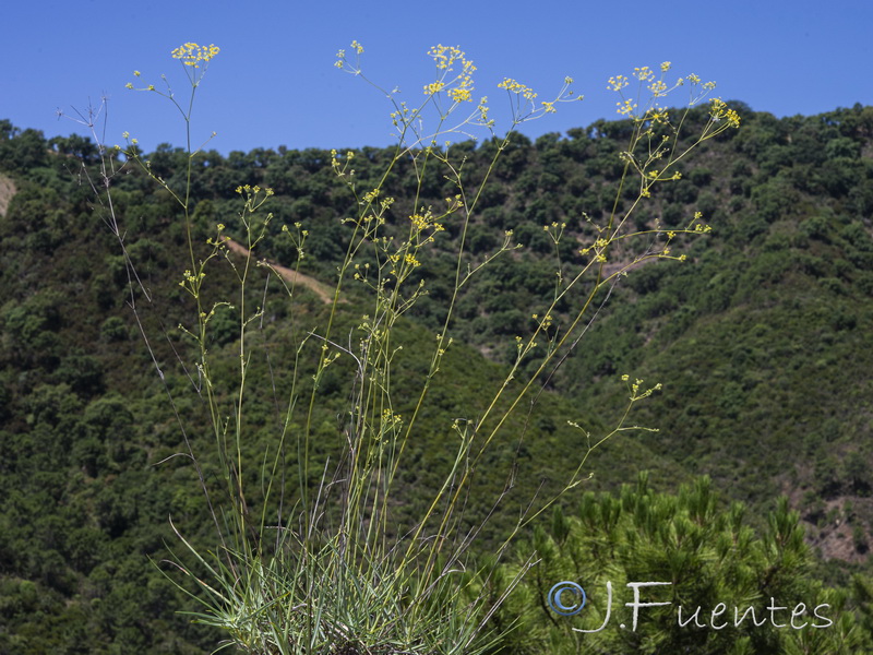 Bupleurum acutifolium.12