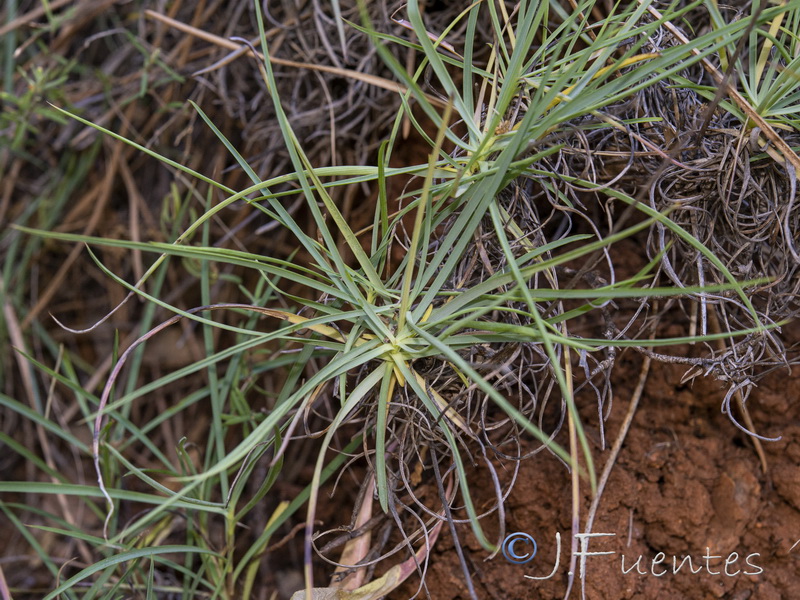 Bupleurum acutifolium.13