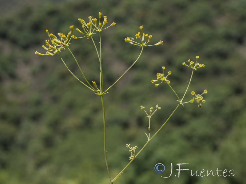 Bupleurum acutifolium.14