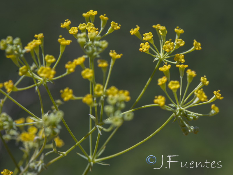 Bupleurum acutifolium.15