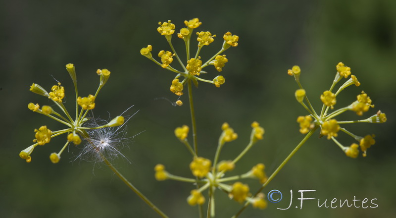 Bupleurum acutifolium.16