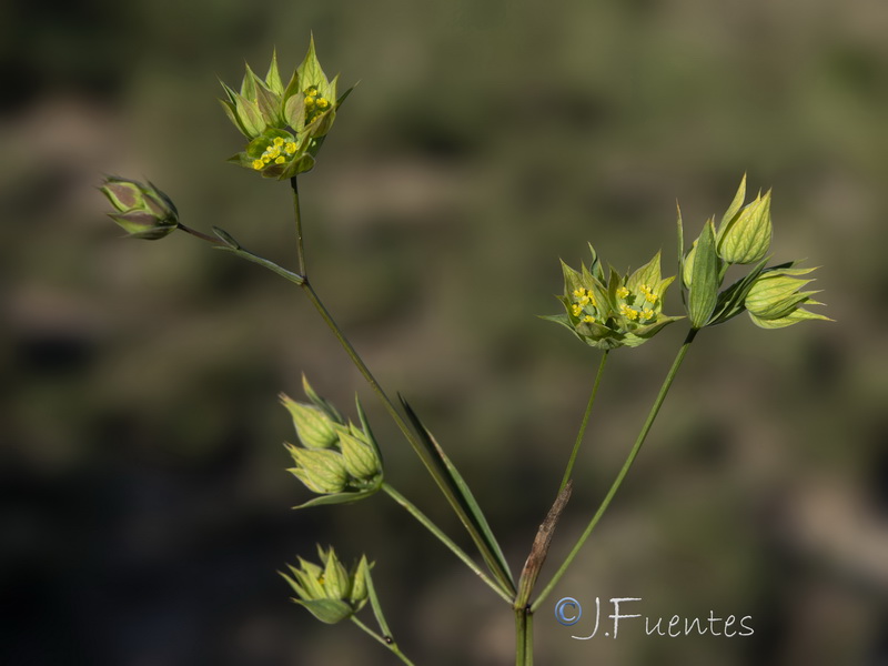 Bupleurum baldense.01