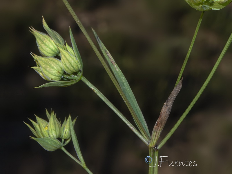 Bupleurum baldense.02