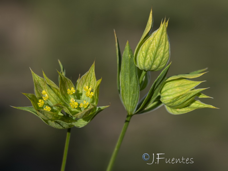 Bupleurum baldense.03