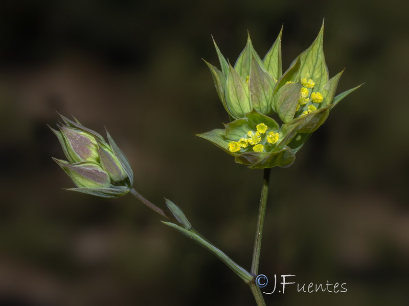 Bupleurum baldense.04