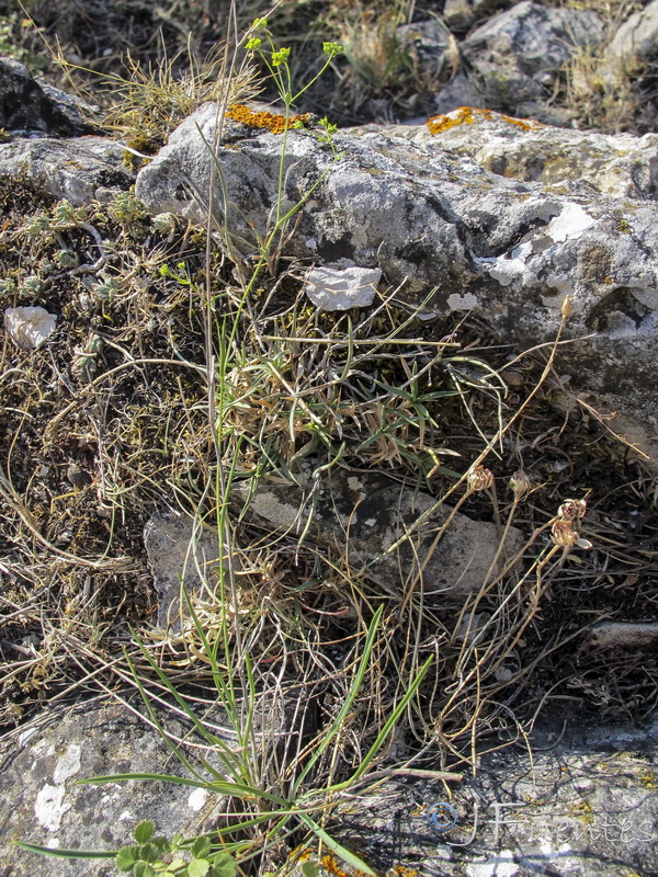 Bupleurum bourgaei.01