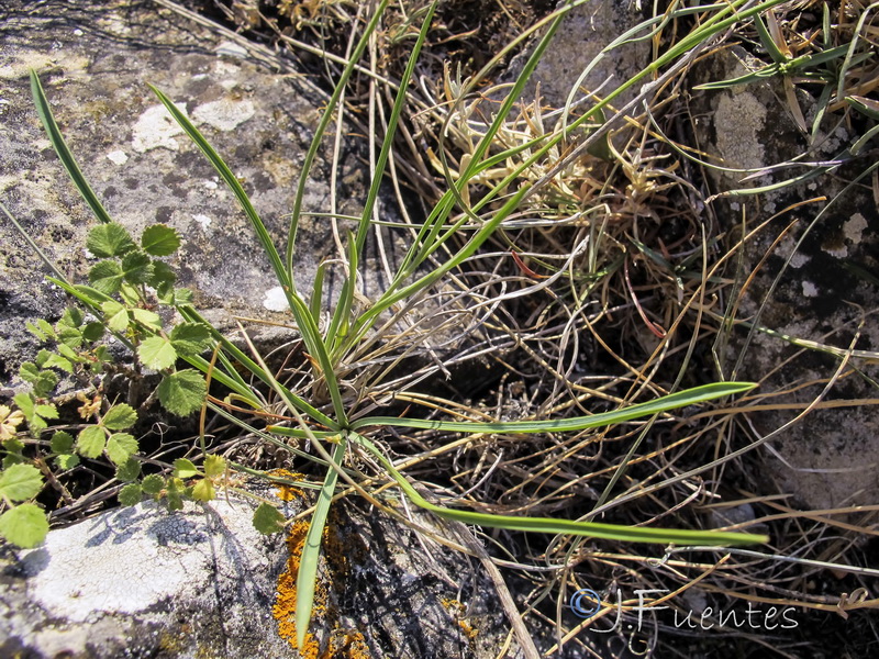 Bupleurum bourgaei.02