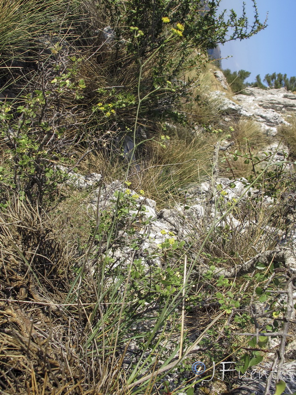 Bupleurum bourgaei.03