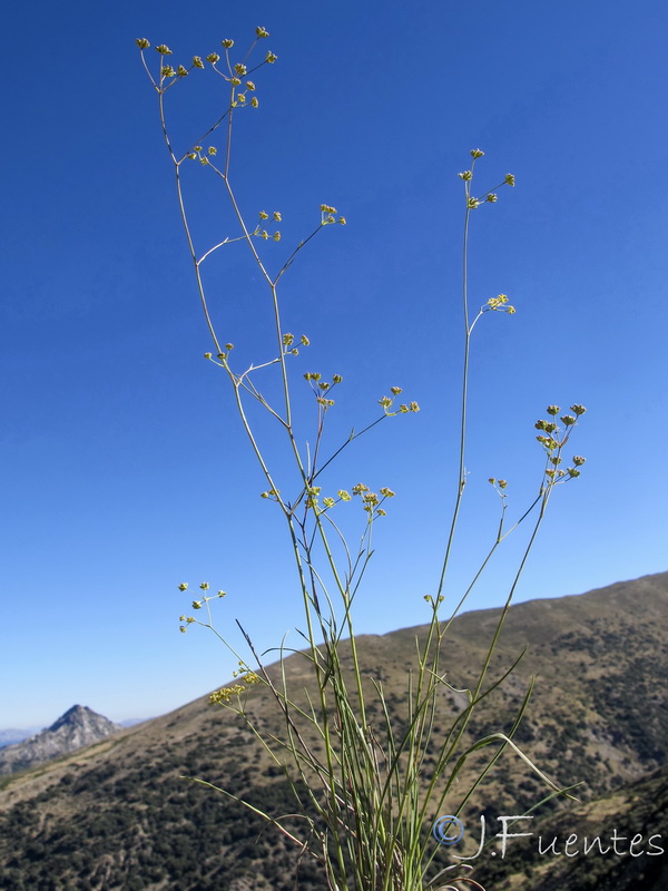Bupleurum bourgaei.04