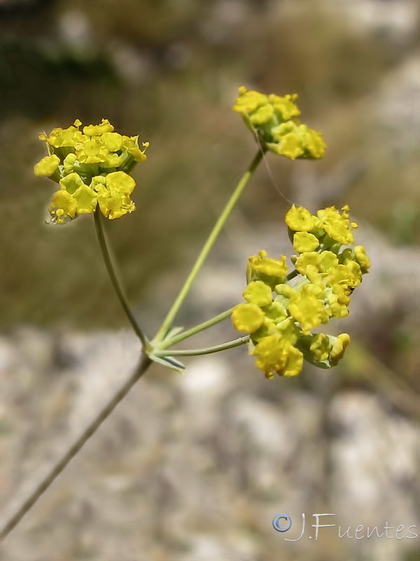 Bupleurum bourgaei.05