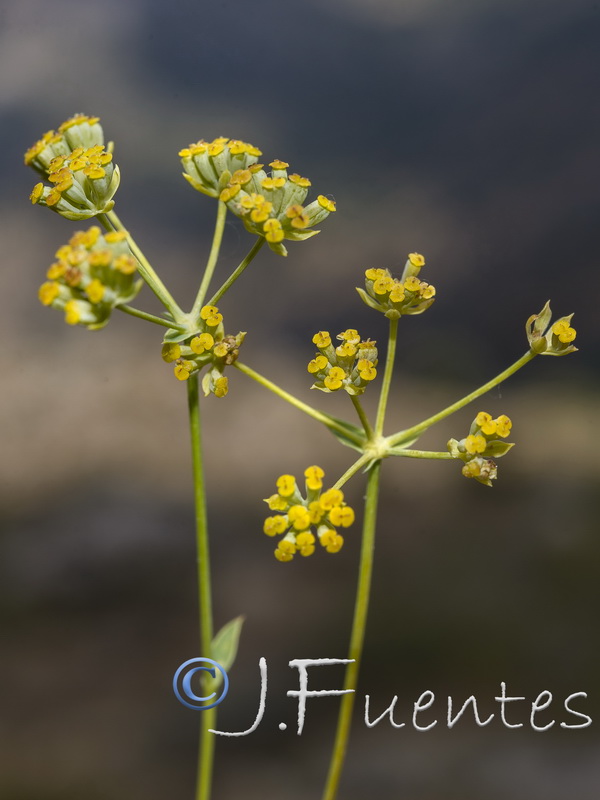 Bupleurum bourgaei.09