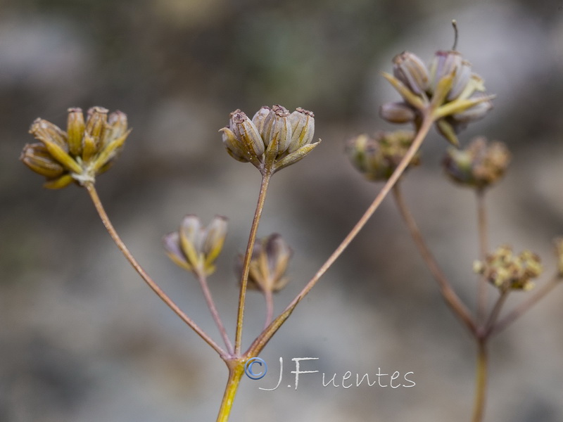 Bupleurum bourgaei.12