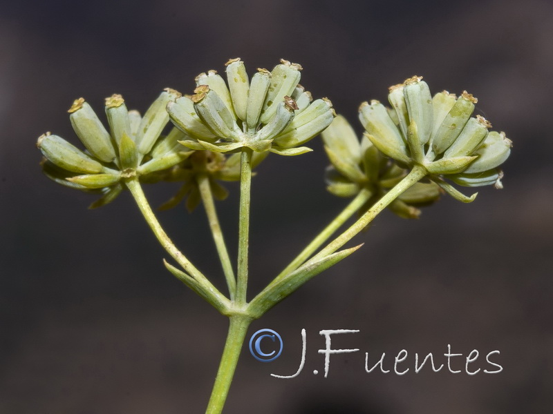 Bupleurum bourgaei.13