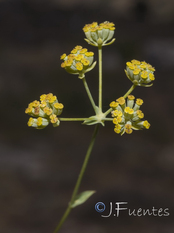 Bupleurum bourgaei.14