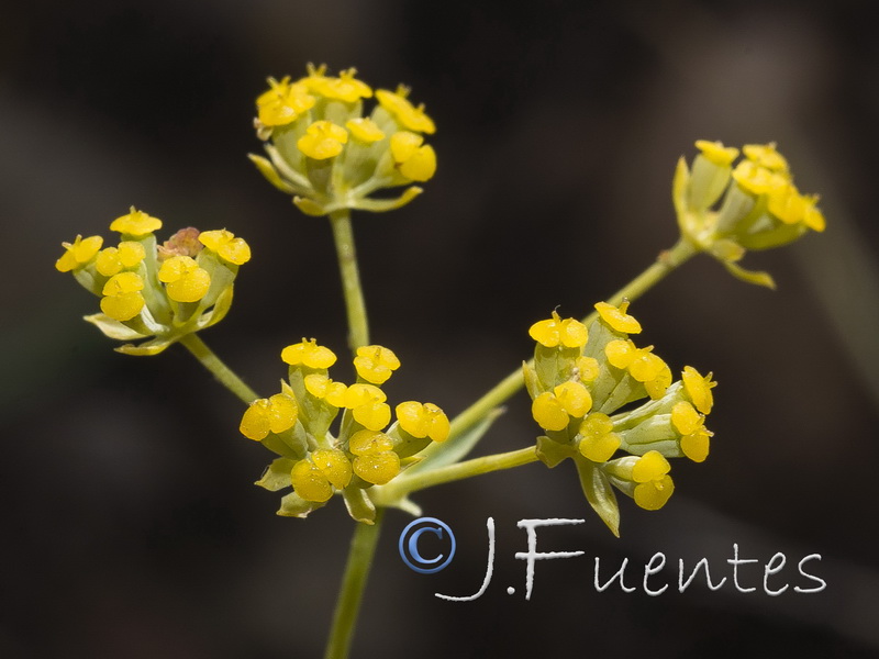 Bupleurum bourgaei.15