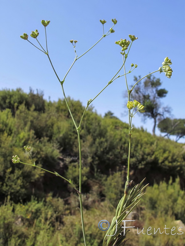 Bupleurum foliosum.04