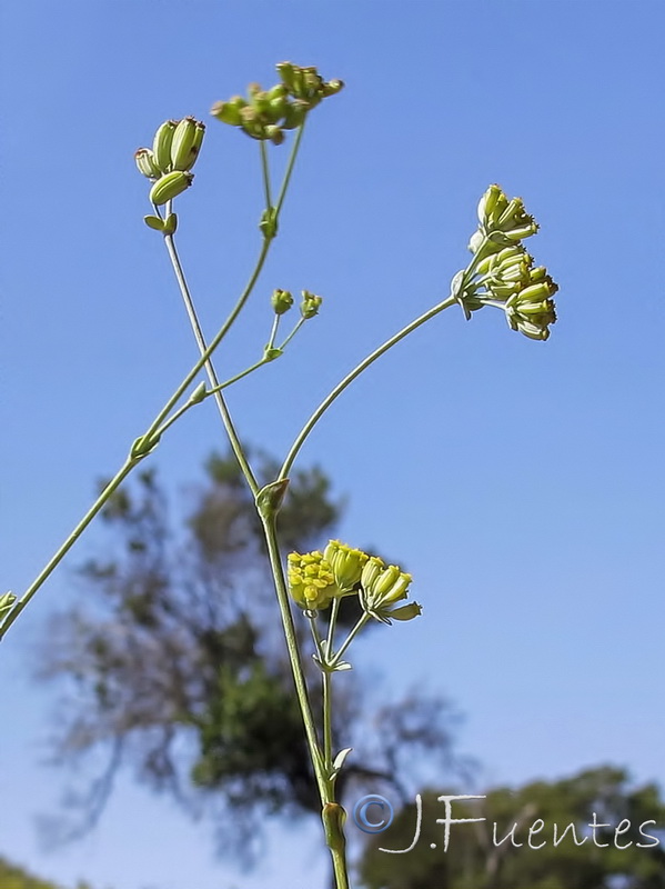 Bupleurum foliosum.05