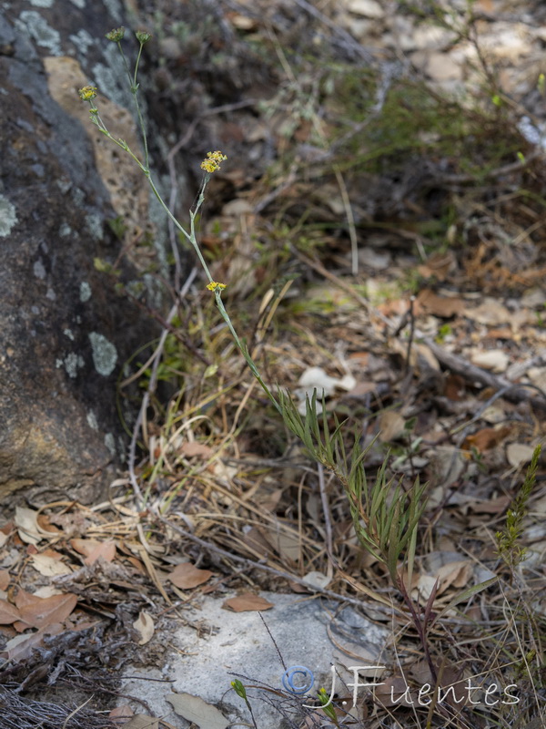 Bupleurum foliosum.06