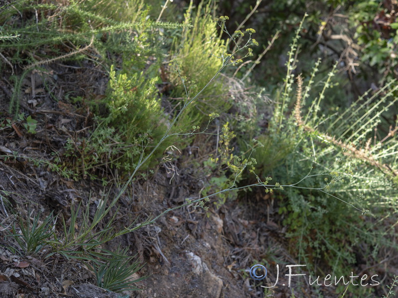 Bupleurum foliosum.03