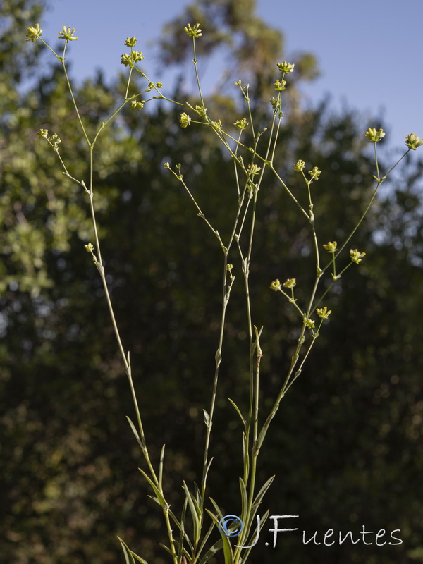 Bupleurum foliosum.02