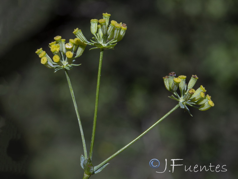 Bupleurum foliosum.09