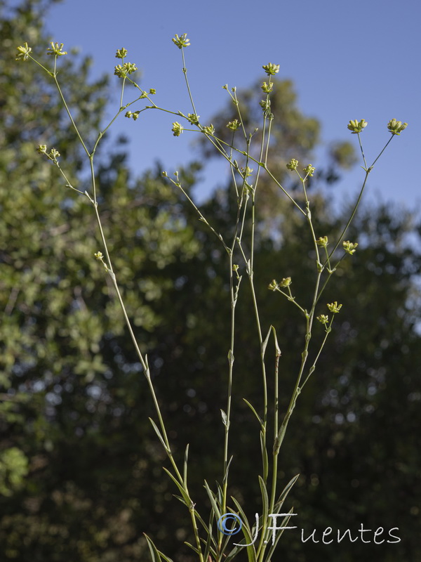 Bupleurum foliosum.10