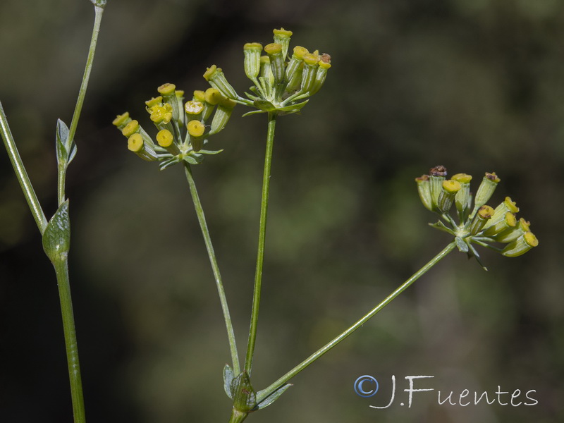 Bupleurum foliosum.11