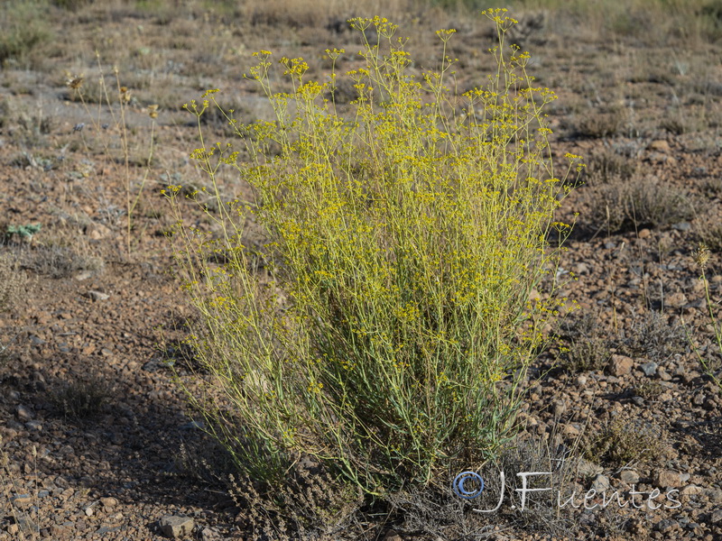 Bupleurum fruticescens.01