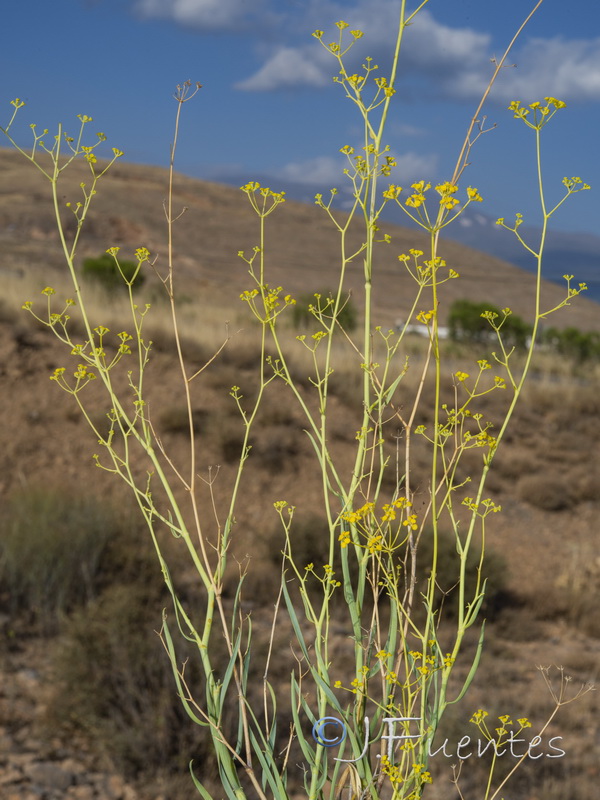 Bupleurum fruticescens.02