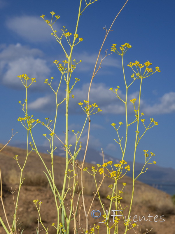 Bupleurum fruticescens.03