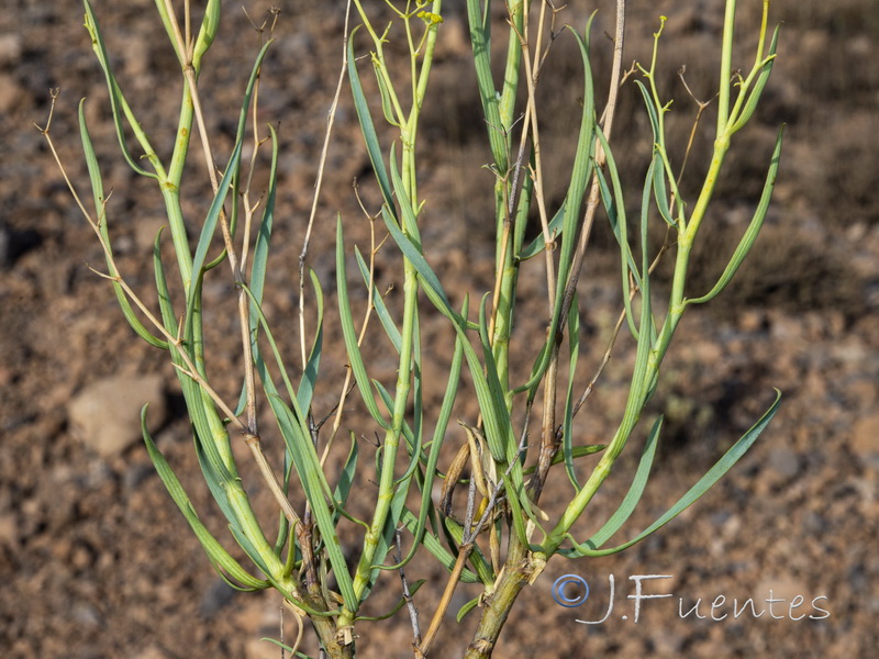 Bupleurum fruticescens.04