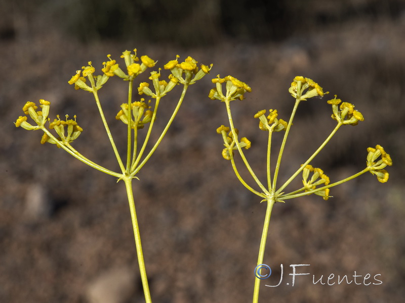 Bupleurum fruticescens.05