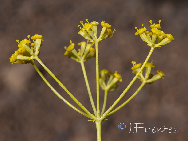 Bupleurum fruticescens.06