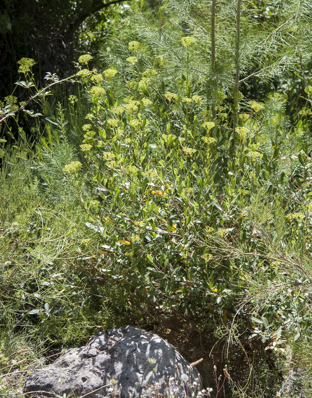 Bupleurum fruticosum.01