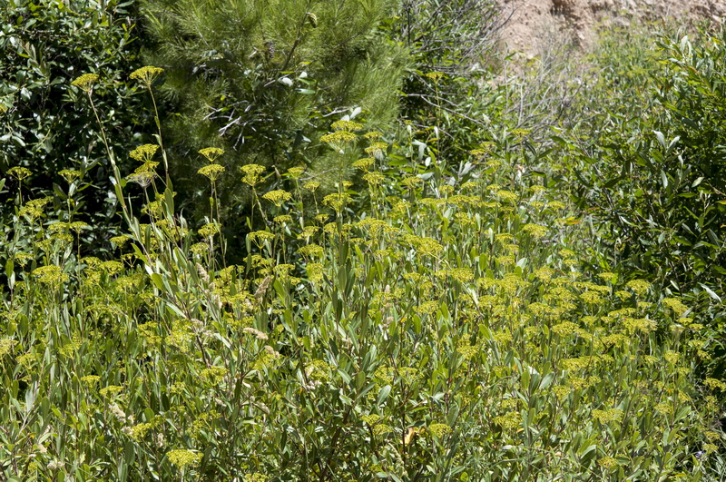 Bupleurum fruticosum.02