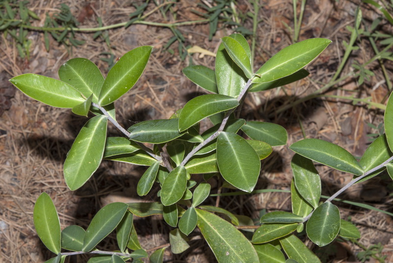 Bupleurum fruticosum.05